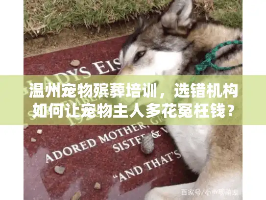 温州宠物殡葬培训，选错机构如何让宠物主人多花冤枉钱？