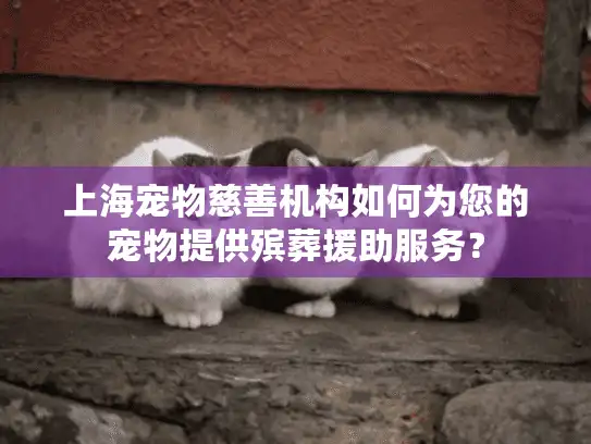 上海宠物慈善机构如何为您的宠物提供殡葬援助服务？