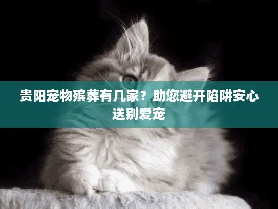 贵阳宠物殡葬有几家？助您避开陷阱安心送别爱宠