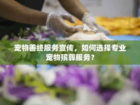 宠物善终服务宣传，如何选择专业宠物殡葬服务？