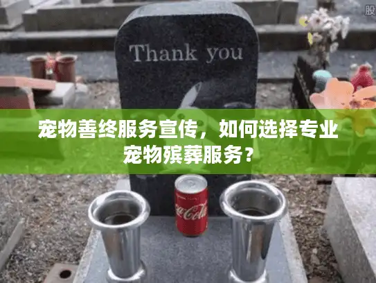 宠物善终服务宣传，如何选择专业宠物殡葬服务？