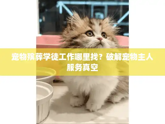 宠物殡葬学徒工作哪里找？破解宠物主人服务真空