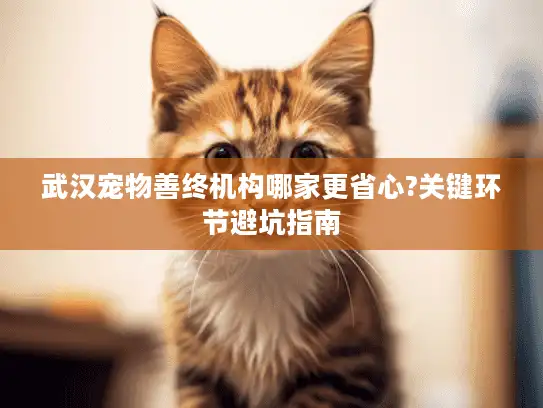 武汉宠物善终机构哪家更省心?关键环节避坑指南