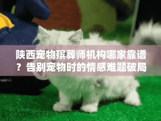 陕西宠物殡葬师机构哪家靠谱？告别宠物时的情感难题破局指南