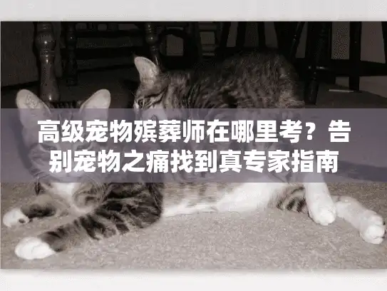 高级宠物殡葬师在哪里考？告别宠物之痛找到真专家指南