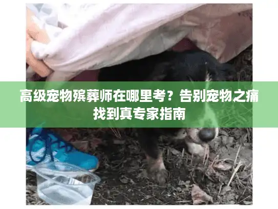 高级宠物殡葬师在哪里考？告别宠物之痛找到真专家指南