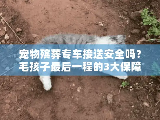 宠物殡葬专车接送安全吗？毛孩子最后一程的3大保障措施