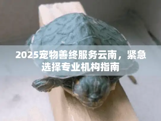 2025宠物善终服务云南，紧急选择专业机构指南