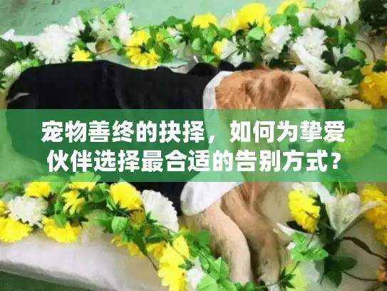 宠物善终的抉择，如何为挚爱伙伴选择最合适的告别方式？