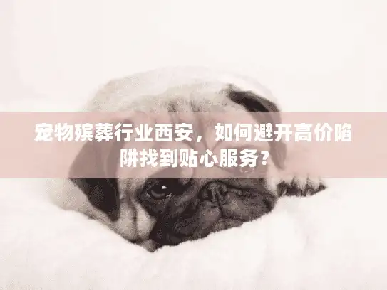 宠物殡葬行业西安，如何避开高价陷阱找到贴心服务？