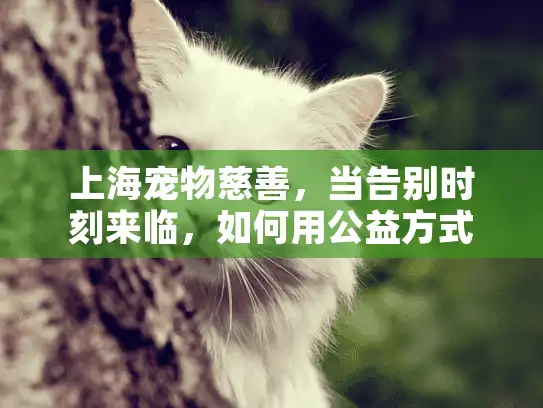 上海宠物慈善，当告别时刻来临，如何用公益方式安葬爱宠？