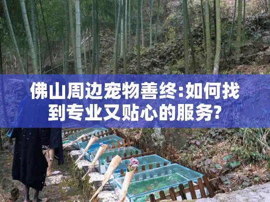 佛山周边宠物善终:如何找到专业又贴心的服务?
