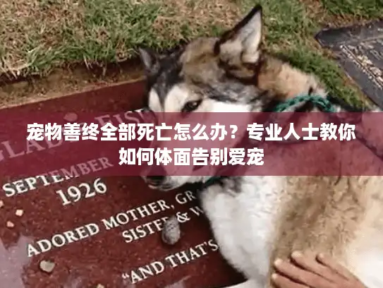 宠物善终全部死亡怎么办？专业人士教你如何体面告别爱宠