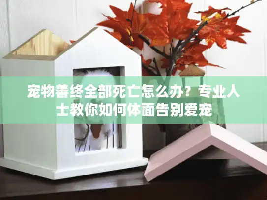 宠物善终全部死亡怎么办？专业人士教你如何体面告别爱宠