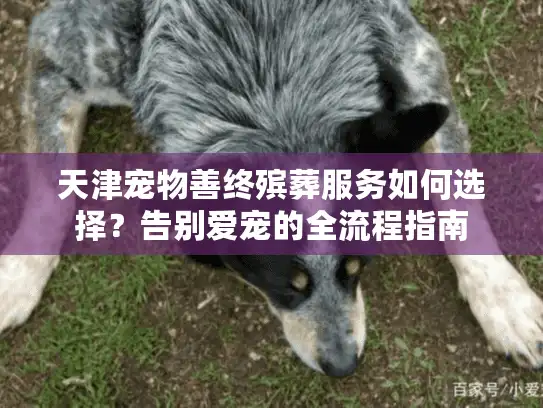 天津宠物善终殡葬服务如何选择？告别爱宠的全流程指南