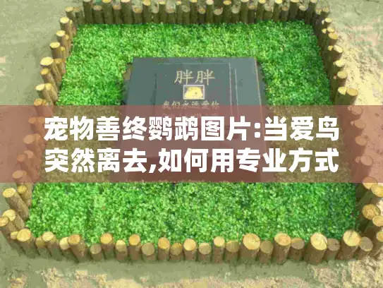 宠物善终鹦鹉图片:当爱鸟突然离去,如何用专业方式留住珍贵影像?