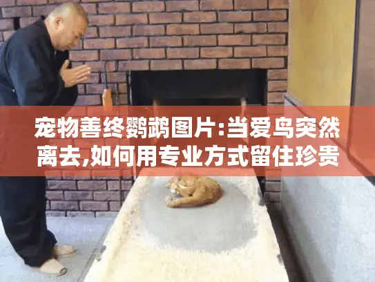 宠物善终鹦鹉图片:当爱鸟突然离去,如何用专业方式留住珍贵影像?