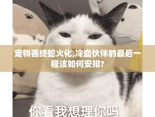 宠物善终蛇火化,冷血伙伴的最后一程该如何安排?