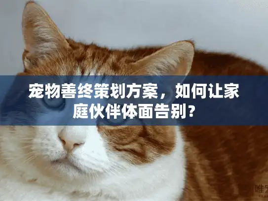 宠物善终策划方案，如何让家庭伙伴体面告别？