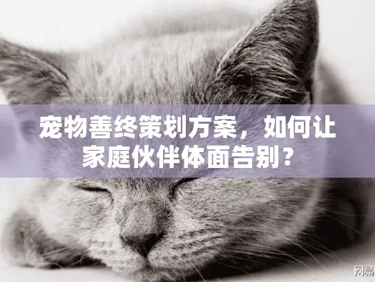 宠物善终策划方案，如何让家庭伙伴体面告别？