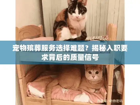 宠物殡葬服务选择难题？揭秘入职要求背后的质量信号