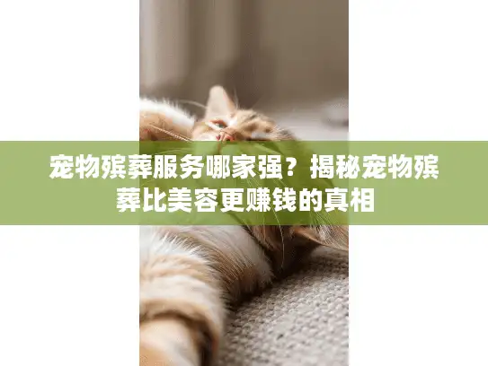 宠物殡葬服务哪家强？揭秘宠物殡葬比美容更赚钱的真相