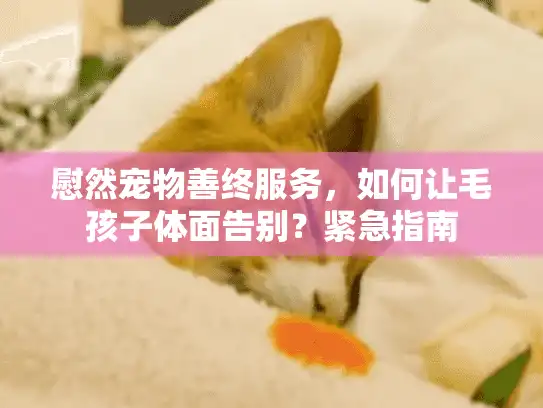 慰然宠物善终服务，如何让毛孩子体面告别？紧急指南