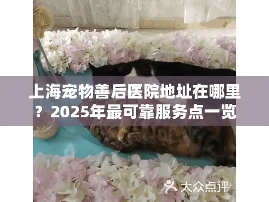 上海宠物善后医院地址在哪里？2025年最可靠服务点一览