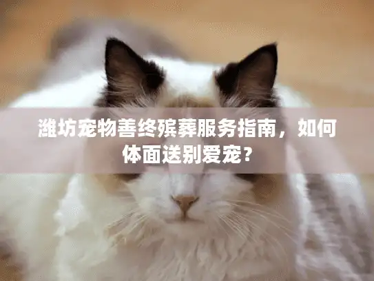 潍坊宠物善终殡葬服务指南，如何体面送别爱宠？