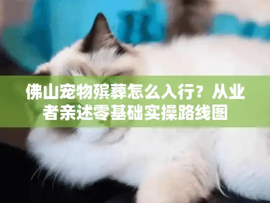 佛山宠物殡葬怎么入行？从业者亲述零基础实操路线图