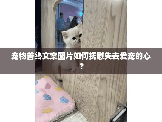 宠物善终文案图片如何抚慰失去爱宠的心？
