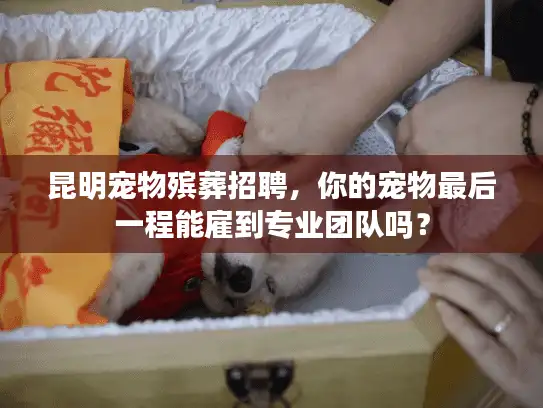 昆明宠物殡葬招聘，你的宠物最后一程能雇到专业团队吗？