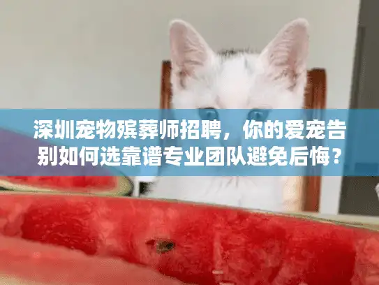 深圳宠物殡葬师招聘，你的爱宠告别如何选靠谱专业团队避免后悔？