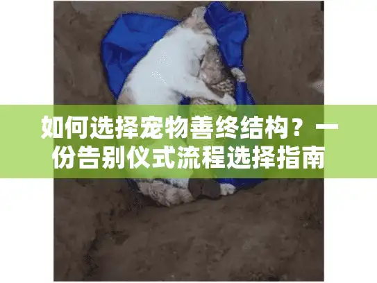 如何选择宠物善终结构？一份告别仪式流程选择指南