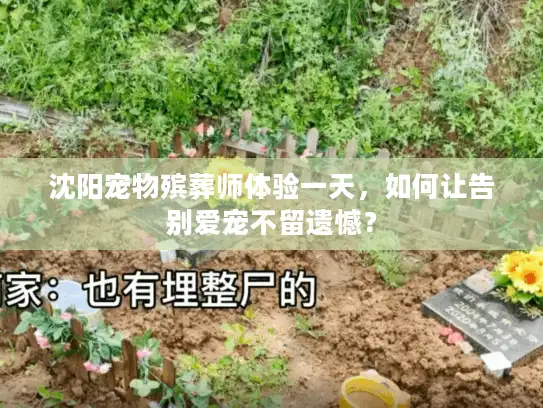 沈阳宠物殡葬师体验一天，如何让告别爱宠不留遗憾？