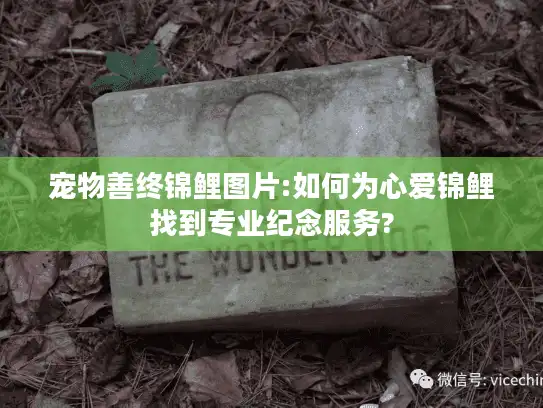 宠物善终锦鲤图片:如何为心爱锦鲤找到专业纪念服务?