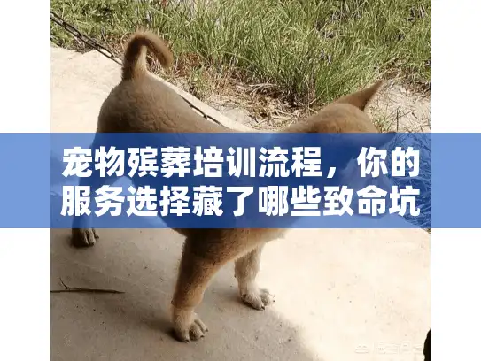 宠物殡葬培训流程，你的服务选择藏了哪些致命坑？