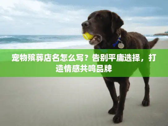 宠物殡葬店名怎么写？告别平庸选择，打造情感共鸣品牌