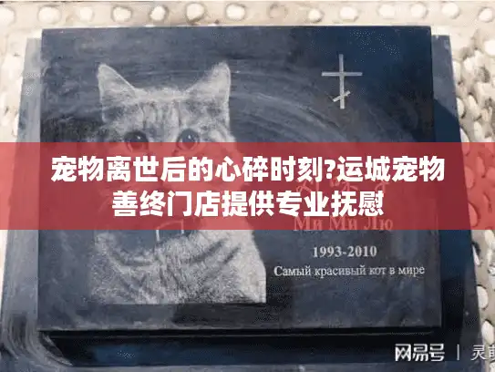 宠物离世后的心碎时刻?运城宠物善终门店提供专业抚慰