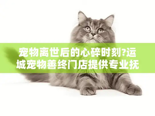 宠物离世后的心碎时刻?运城宠物善终门店提供专业抚慰