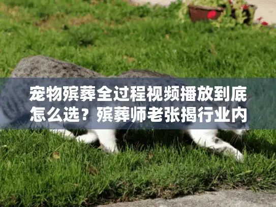 宠物殡葬全过程视频播放到底怎么选？殡葬师老张揭行业内幕