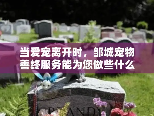 当爱宠离开时，邹城宠物善终服务能为您做些什么？