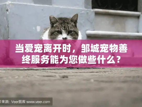 当爱宠离开时，邹城宠物善终服务能为您做些什么？