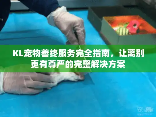 KL宠物善终服务完全指南，让离别更有尊严的完整解决方案