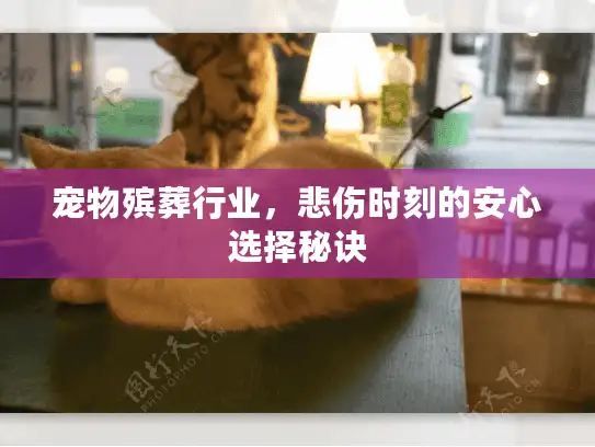 宠物殡葬行业，悲伤时刻的安心选择秘诀