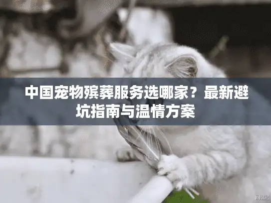 中国宠物殡葬服务选哪家？最新避坑指南与温情方案