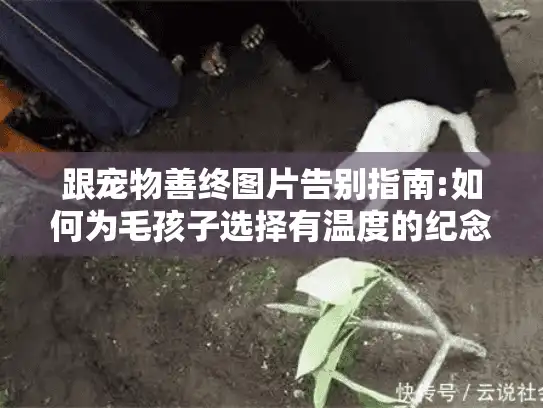 跟宠物善终图片告别指南:如何为毛孩子选择有温度的纪念服务?