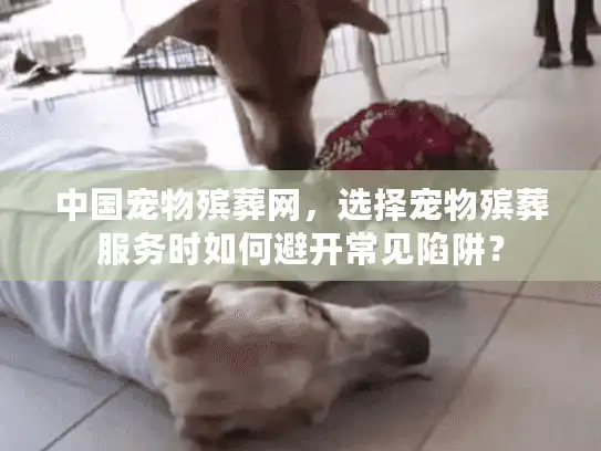 中国宠物殡葬网，选择宠物殡葬服务时如何避开常见陷阱？