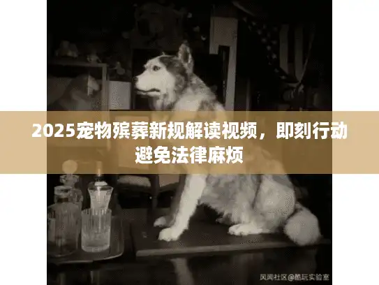 2025宠物殡葬新规解读视频，即刻行动避免法律麻烦