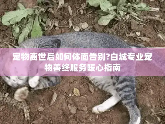 宠物离世后如何体面告别?白城专业宠物善终服务暖心指南